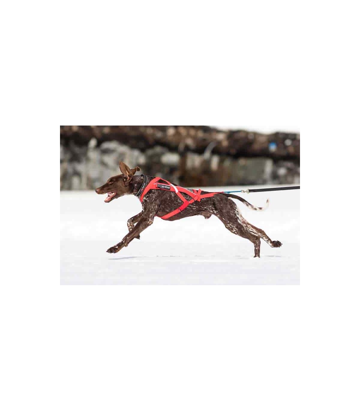 Non-stop dogwear Combined Harness 6 Hunde-Zuggeschirr | geeignet für Skijöring und Pulka 