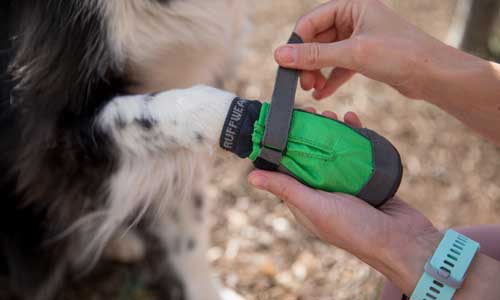 barriere gøre det muligt for træthed Pfotenpflege beim aktiven Hund - Outdoor und Hunde Blog, Wilder Hund